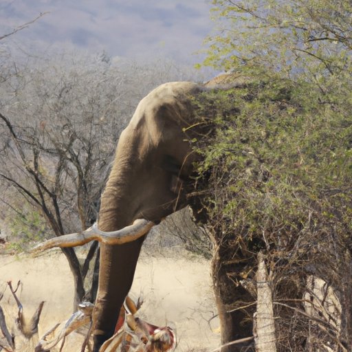 Exploring the Habits and Habitat of the Biggest Animal