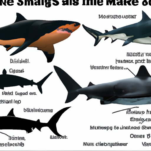 A Comparison of the Biggest Sharks on Earth