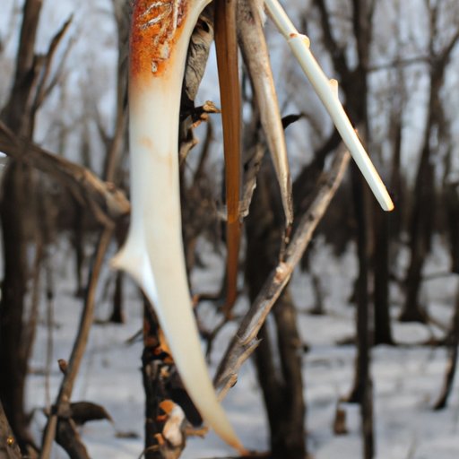 Section 3: The Benefits of Shed Hunting: Why You Should Try It