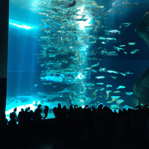 Spotlighting the Biggest Aquarium on Earth