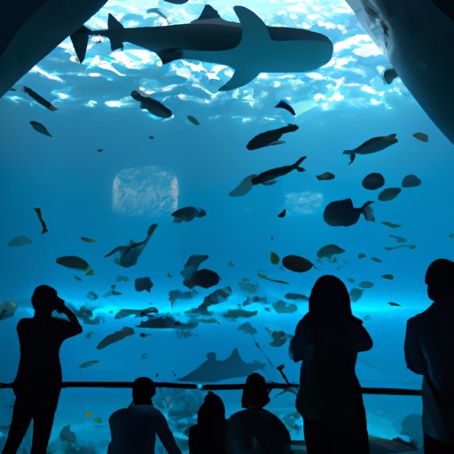 A Look Inside the Largest Aquarium on the Planet