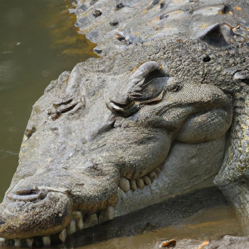 A Comprehensive Guide to the Largest Crocodiles in the World