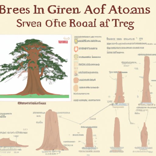 A Guide to Identifying the Biggest Tree in the World