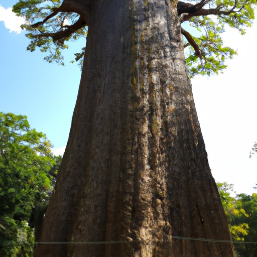 An Overview of the Biggest and Best Trees in the World
