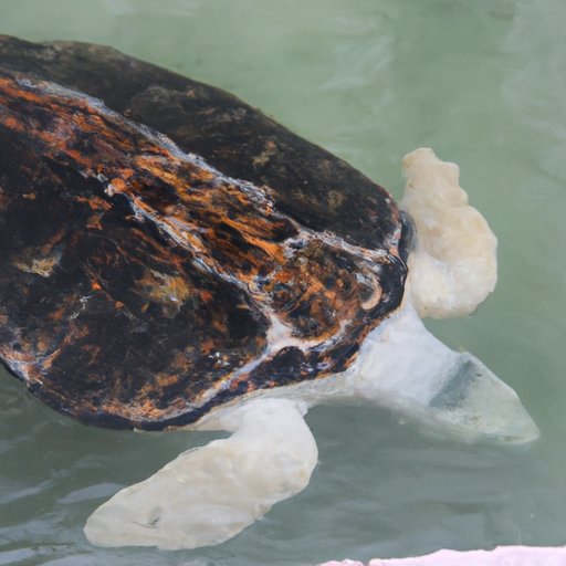 Exploring the Biology and Habitat of the Largest Turtles on Earth