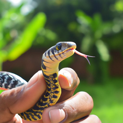 A Comprehensive Guide to the Quickest Snake Species