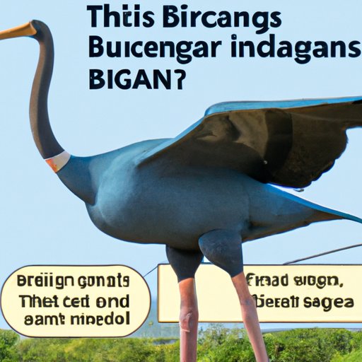 How to Identify the Largest Flying Bird in the World