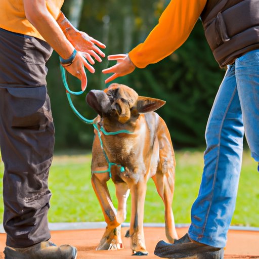 Assessing the Role of Training and Socialization in Dangerous Dog Behavior
