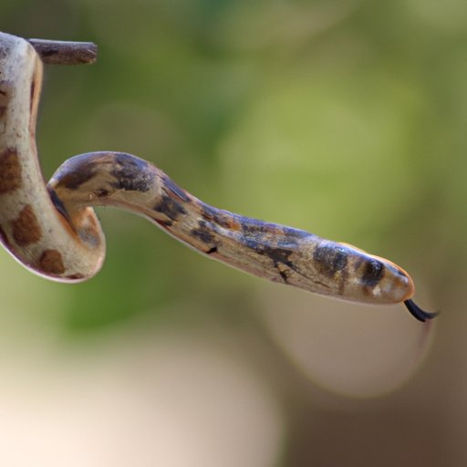 Understanding the Anatomy and Behavior of the Most Lethal Snakes