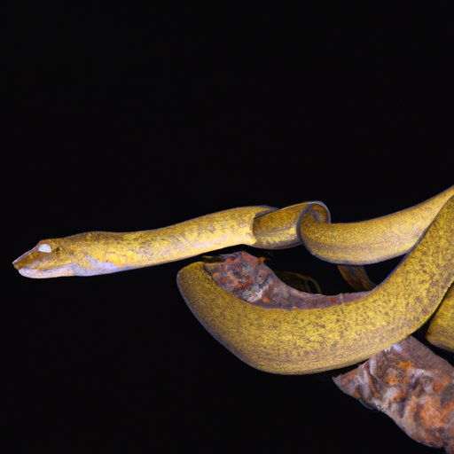 A Comprehensive Guide to the Most Dangerous Snakes in the World