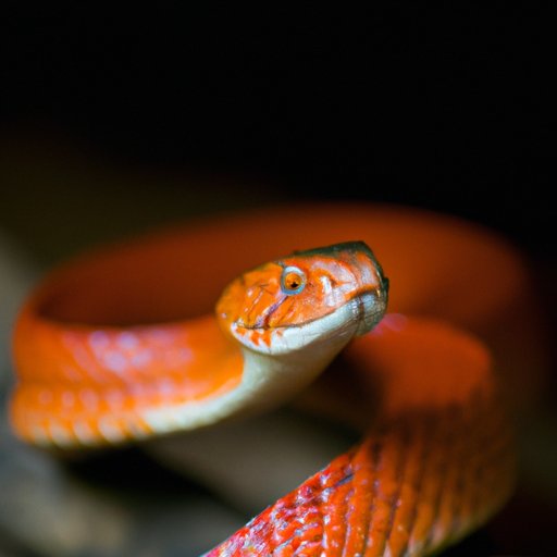 A Comprehensive Guide to the Most Deadly Snakes in the World