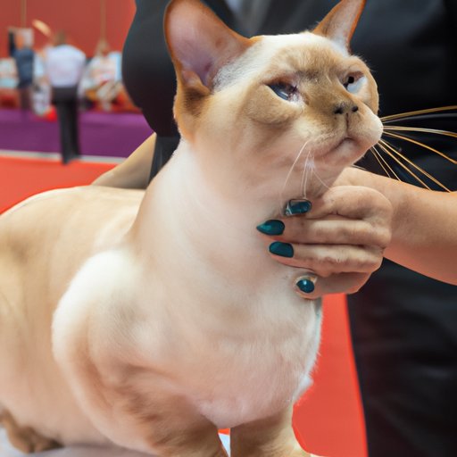 The Elite of the Feline World: A Look at the Most Expensive Cats