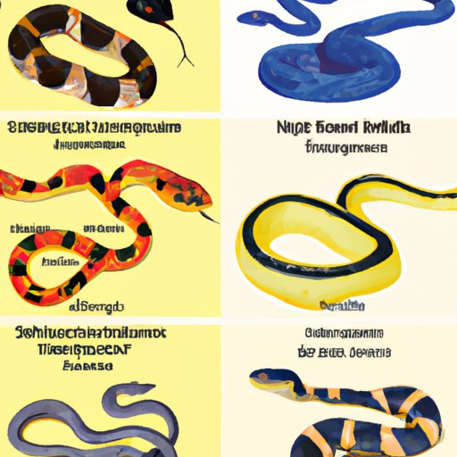 A Comparison of the Most Poisonous Snakes in the World