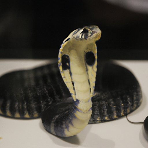 Anatomy and Physiology of Venomous Snakes