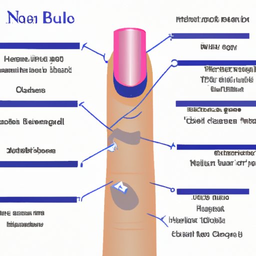 Nail Bed Anatomy: A Comprehensive Guide