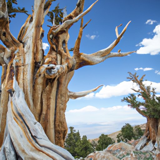A Look at the Ancient Bristlecone Pine: The Oldest Tree on Earth