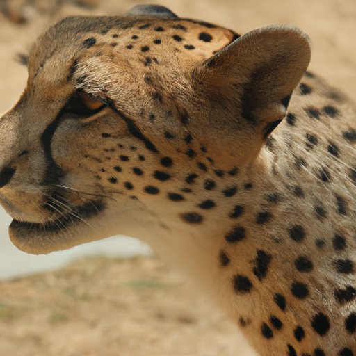 Profile of the Second Fastest Animal