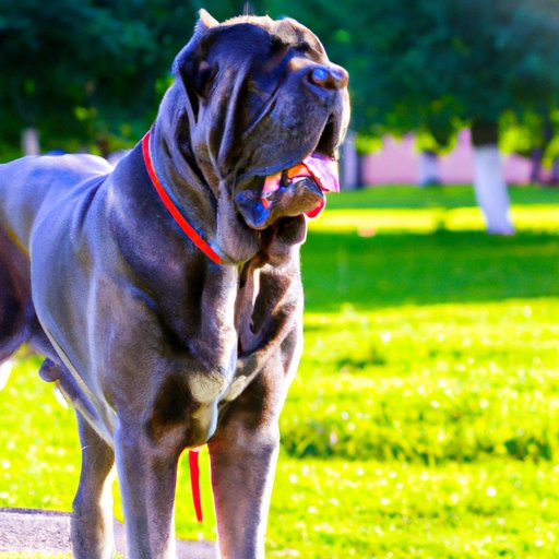 How to Care for a Giant Breed Dog