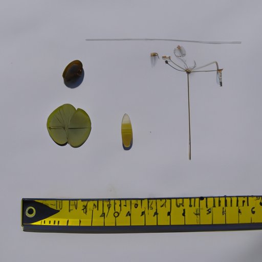 A Survey of the Thinnest Items Found in Nature