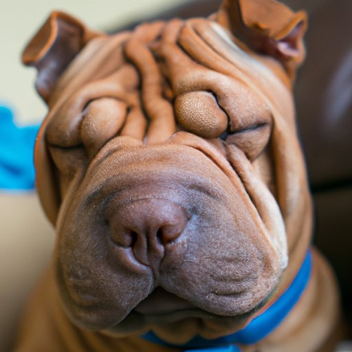 Examining Why Some People Find Certain Breeds Ugly