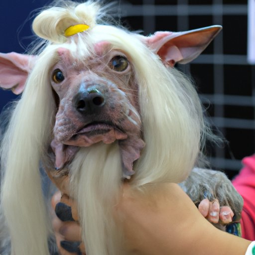 Interviews with Owners of Ugliest Dog Breeds