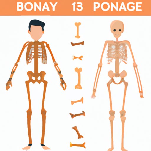 Comparison of Bones in the Human Body