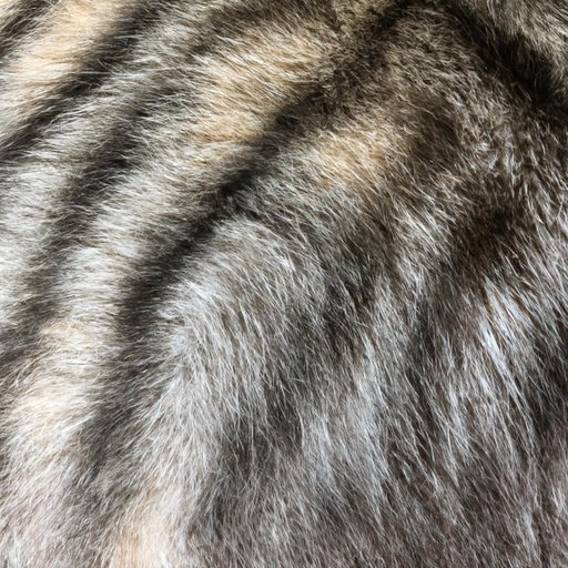 Investigating the Variations in Feline Fur Patterns