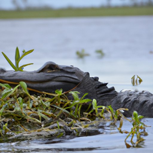Exploring the Regions Where Alligators Thrive