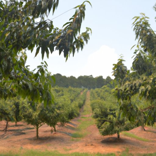A Look at the Peach Industry in the Top Producing States