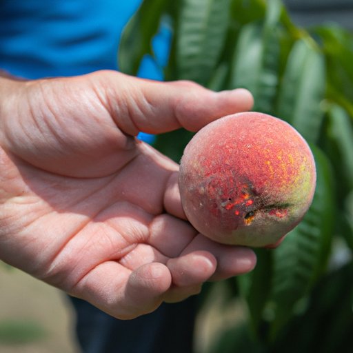 Interview with Peach Farmers in Top Producing States