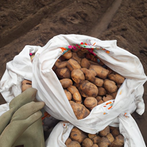 Potato Farming and Its Impact on the Economy