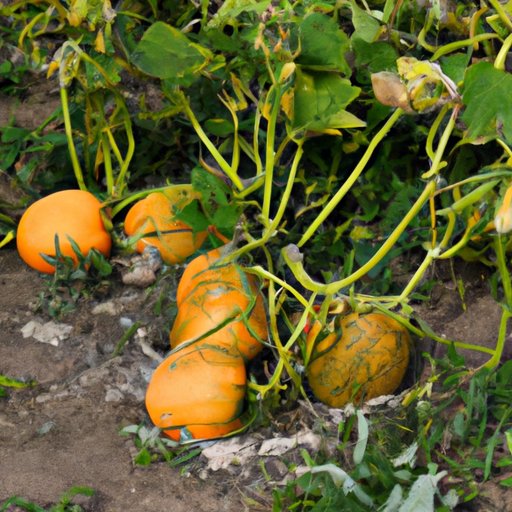 Examining the Different Methods of Growing Pumpkins Across States