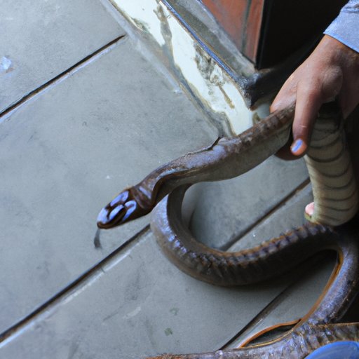 The Dangers of Encountering a Venomous Snake