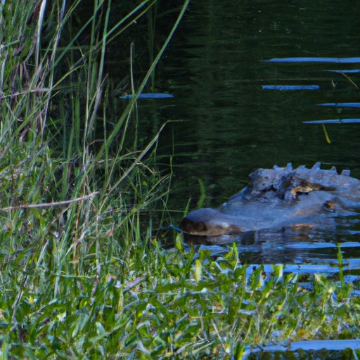 Observing Alligator Behavior at Different Times of Day
