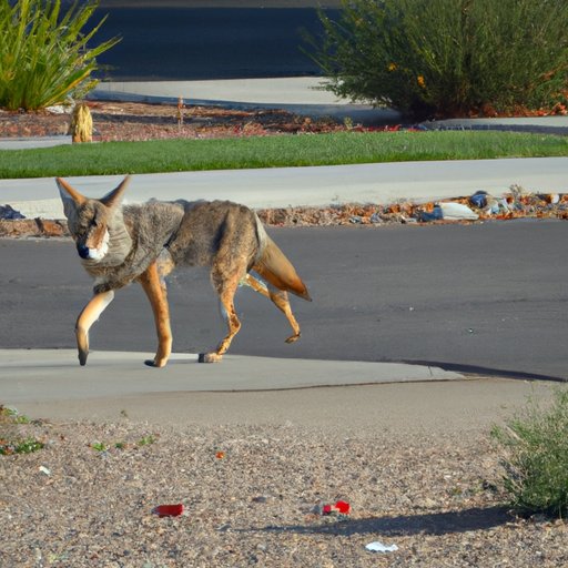 Coyotes in Urban Areas: Investigating Their Activity Levels