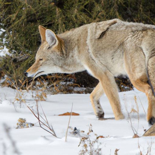 Coyotes on the Move: How Seasonal Changes Affect Their Behavior
