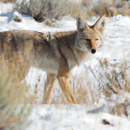 Coyotes by Day and Night: When to Expect Them to Be Out and About