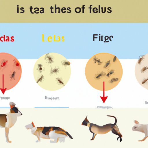 Understanding the Seasons and When Fleas are Most Active