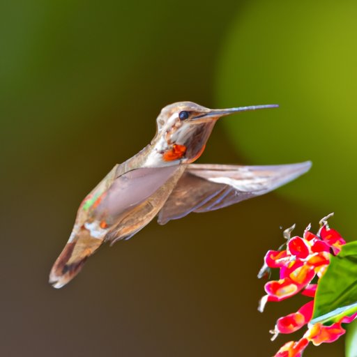 V. What You Need to Know About Hummingbird Behavior: Discovering Their Most Active Hours
