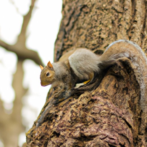 Investigating the Impact of Human Activity on Squirrels and Their Habits 