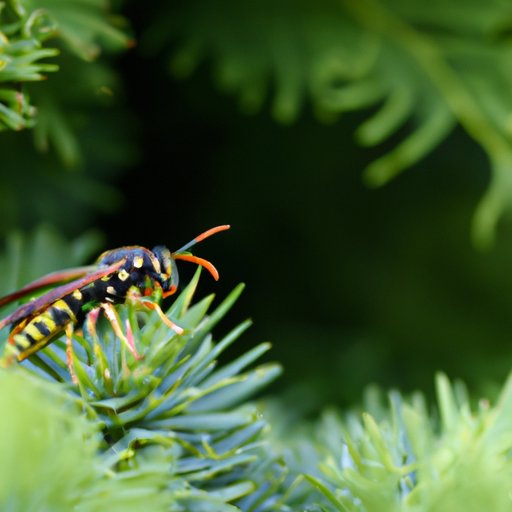 Wasps: Know When to Expect Them in Your Garden
