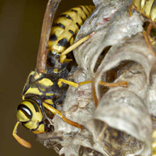 Seasonal Activity of Wasps: When to Expect the Most Activity