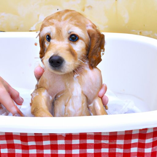 Tips for Bathing a Puppy for the First Time