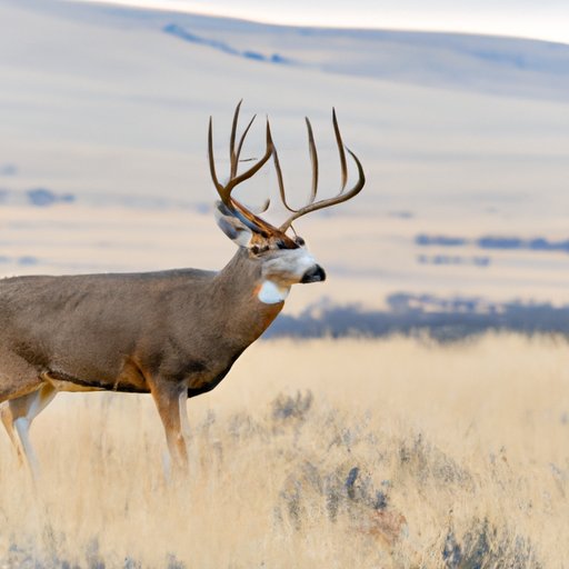 Preparing for the 2022 Hunting Season: What You Need to Know
