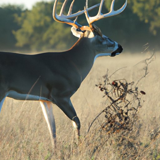 Understanding When Hunting Season Starts in Texas