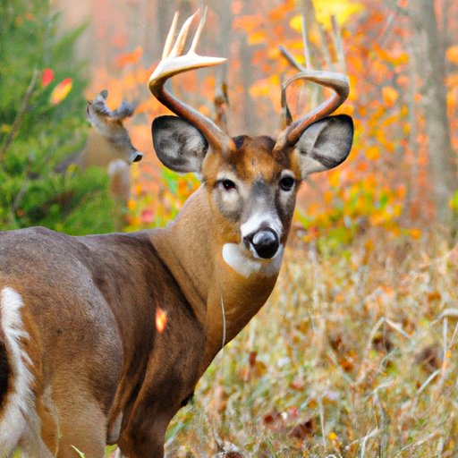 What You Need to Know About Michigan Hunting Laws