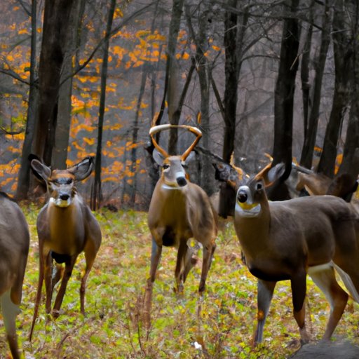 Five Reasons Why You Should Go Hunting in Pennsylvania