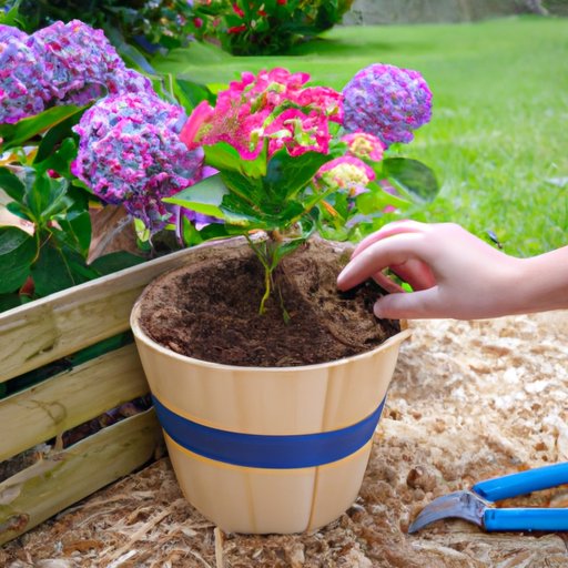 Best Time to Plant Hydrangeas: An Overview