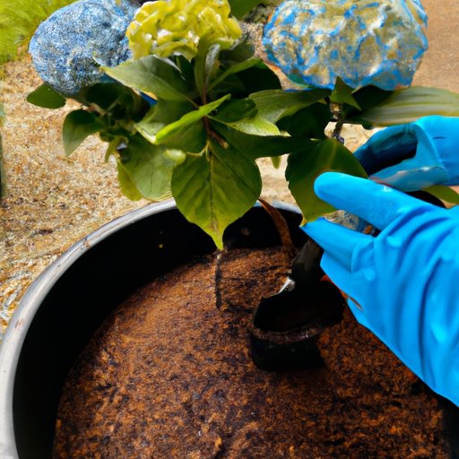 Tips for Planting Hydrangeas at the Right Time