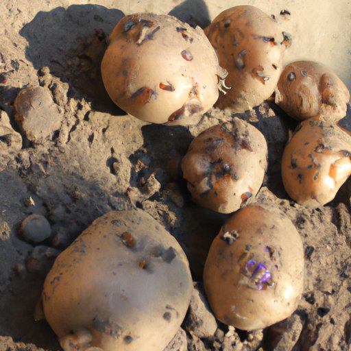 Tips for Planting Potatoes at the Right Time